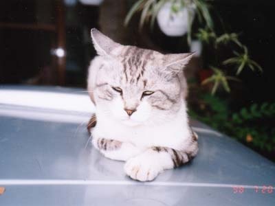 �{���l�b�g�M�j