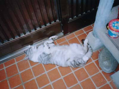 �^�C���C���������`