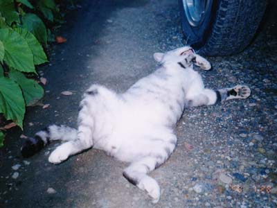 ���h���i�΁j