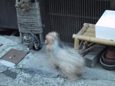 �ɍ��ۂ̔L�i�Ό��ҁj