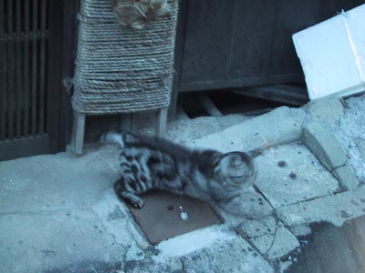 �ɍ��ۂ̔L�i�����ҁj