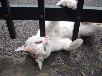 �������Ă�́H