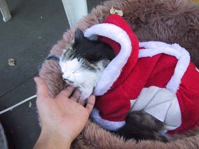 �N���X�}�X���R