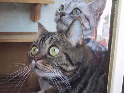 �u���[�^�X