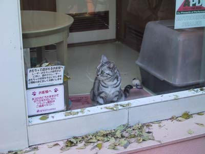 ���̂���