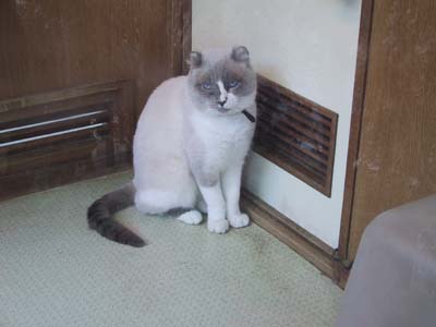 �l�h���G����