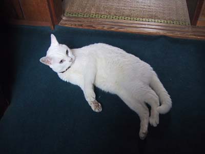 �i�i�ł��I