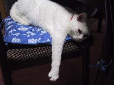 ���C�ɓ���̈֎q