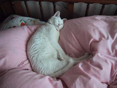 ���C�ɓ���̕z�c�|��