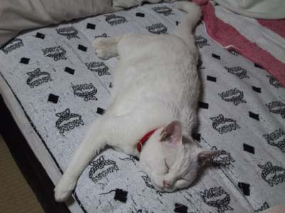 ���C�ɓ���̕z�c�|�c��P