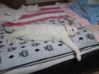 ���C�ɓ���̕z�c�|�c��Q