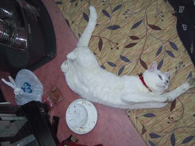 �X�g�[�u�L�Q