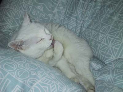 ����ς��킦��