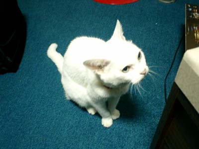 �o�肽����