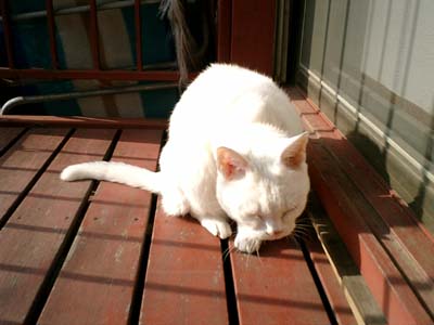 �C�����悳����