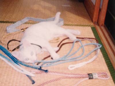 �q�L�i�i�����I