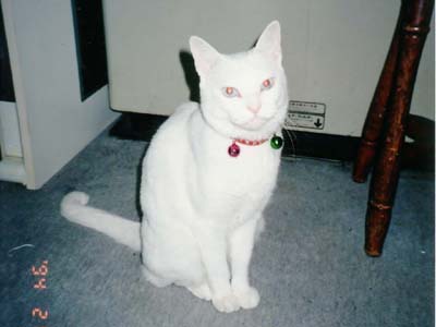 �Y�E�E�t�t