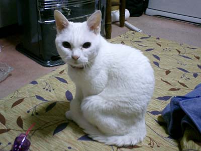 �ŐV�i�i�ʐ^