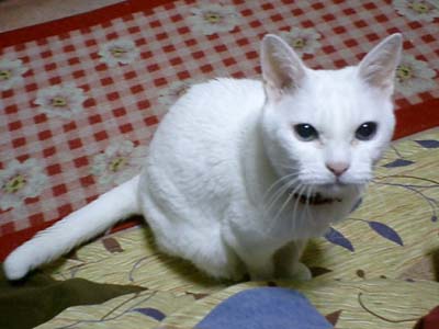 �ǂ�����H�A���t���`��