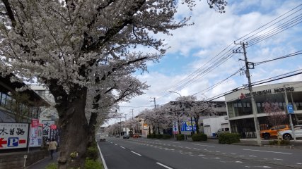 sakura1