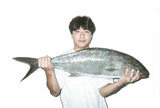 sugi