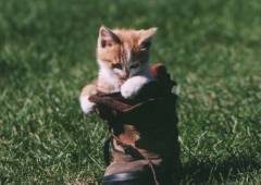 靴とねこ
