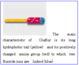�e�L�X�g �{�b�N�X:  The main characteristic of�@Olaflur is its long�@hydrophobic tail (yellow)�@and its positively charged�@amine group (red) to which�@two fluoride ions are�@linked (blue)      
