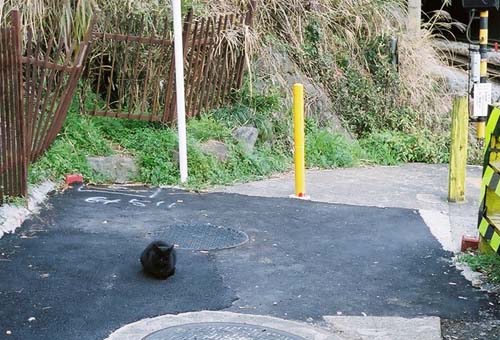 cat