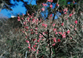 ume-blossoms