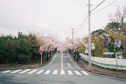 sakura