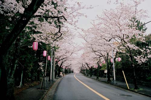 sakura