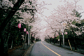 sakura