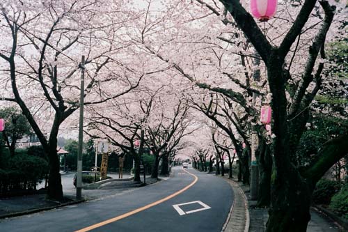 sakura