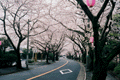 sakura