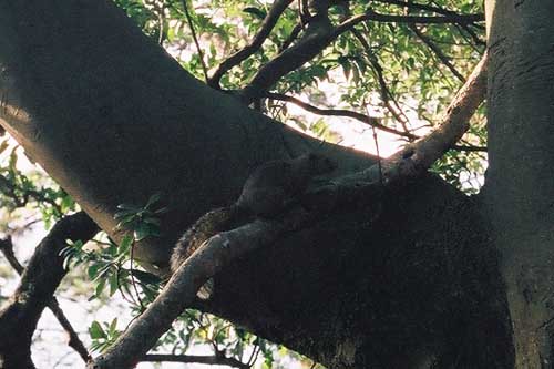 squirrel