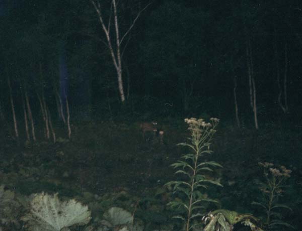 photo In Hokkaido
