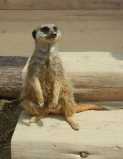 miea.jpg(82594 byte)