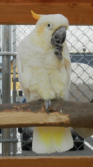 sabu.jpg(40887 byte)