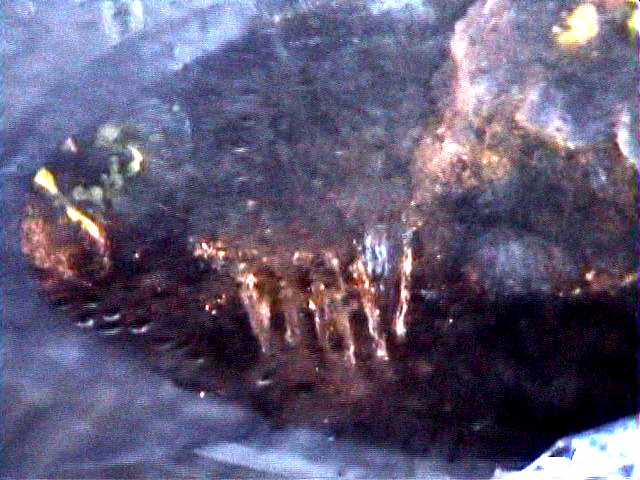 �N���o�郋���h�̗쐅(�����̒�)